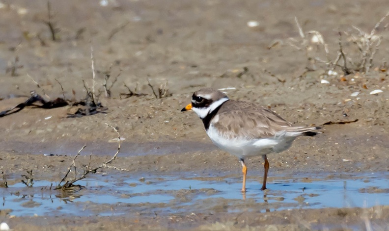  Grand Gravelot Pluvier grand-gravelot Charadrius hiaticula - Common Ringed Plover