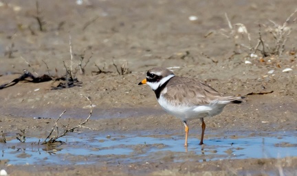  Grand Gravelot Pluvier grand-gravelot Charadrius hiaticula - Common Ringed Plover