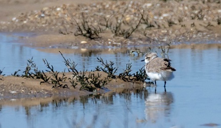 Gravelot à collier interrompu Pluvier à collier interrompu Anarhynchus alexandrinus - Kentish Plover