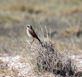 Traquet motteux Oenanthe oenanthe - Northern Wheatear