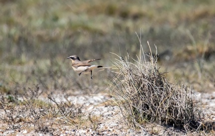Traquet motteux Oenanthe oenanthe - Northern Wheatear