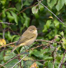 Pouillot véloce Phylloscopus collybita - Common Chiffchaff 