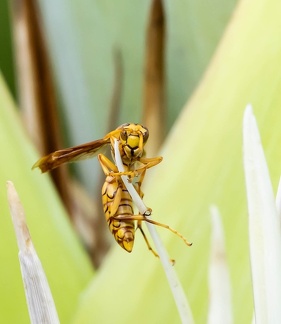 Guêpe réunionnaise Polistes olivaceus