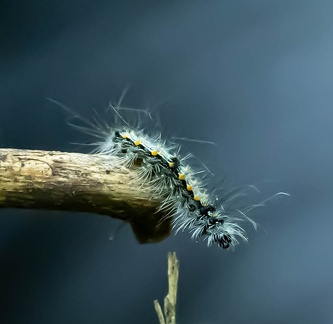 Chenille de Bombyx disparate