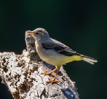 Bergeronnette des ruisseaux Motacilla cinerea - Grey Wagtail (juvénile)