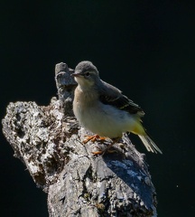 Bergeronnette des ruisseaux Motacilla cinerea - Grey Wagtail (juvénile)