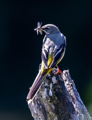 Bergeronnette des ruisseaux Motacilla cinerea - Grey Wagtail