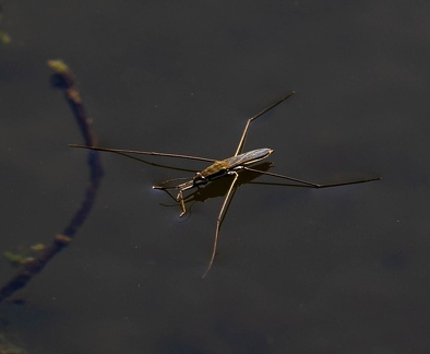Gerris lacustris, gerris lacustre, ciseau, araignée d'eau, patineur d'eau