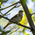 Fauvette des jardins Sylvia borin - Garden Warbler