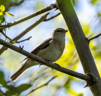 Fauvette des jardins Sylvia borin - Garden Warbler