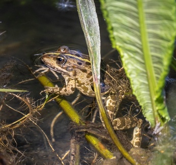 Grenouille rieuse, Pelophylax ridibundus