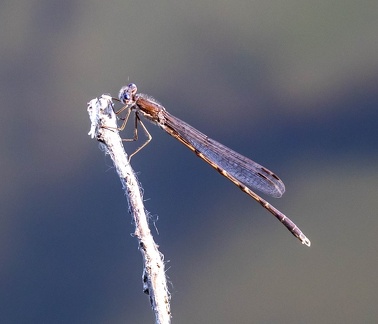 Odonate Zygoptère (demoiselle)  leste brun (Sympecma fusca)   brunette hivernale