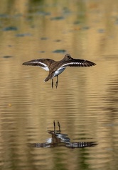  Chevalier guignette - Actitis hypoleucos