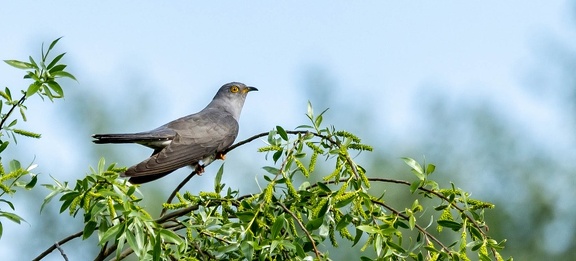 Coucou gris Cuculus canorus - Common Cuckoo