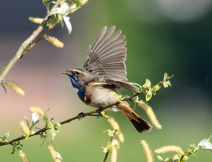 Gorgebleue à miroir Luscinia svecica - Bluethroat
