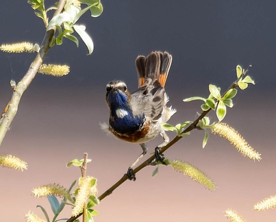 Gorgebleue à miroir Luscinia svecica - Bluethroat