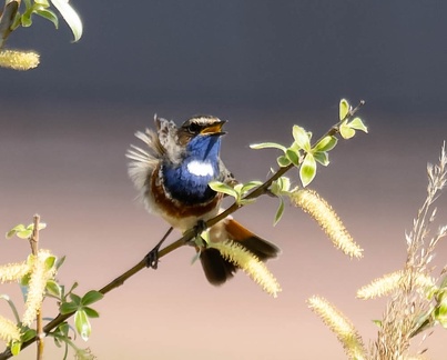 Gorgebleue à miroir Luscinia svecica - Bluethroat