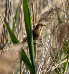Rousserolle effarvatte Acrocephalus 