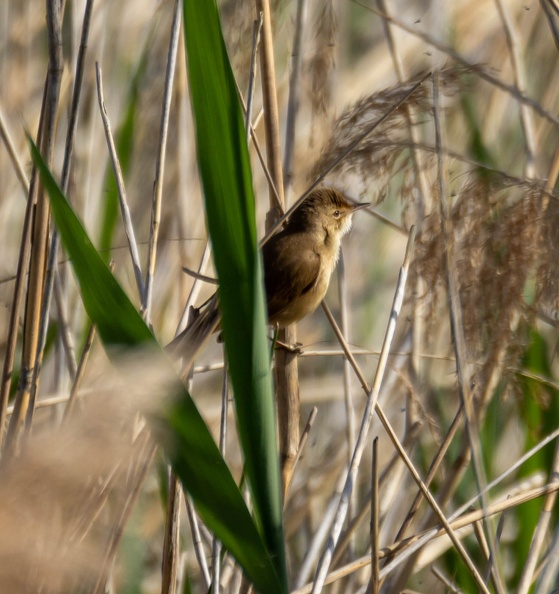 Rousserolle effarvatte Acrocephalus 
