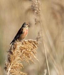 Linotte mélodieuse Linaria cannabina - Common Linnet