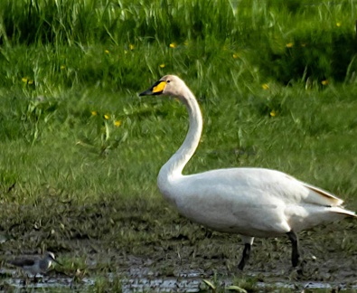 Cygne chanteur Cygnus cygnus - Whooper Swan