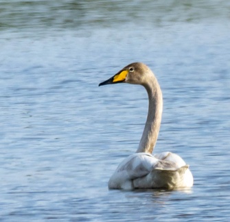 Cygne chanteur Cygnus cygnus - Whooper Swan