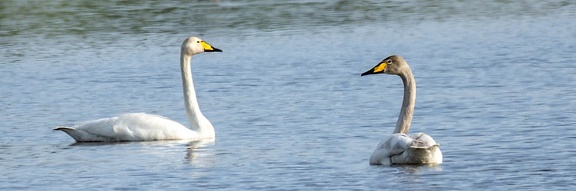 Cygne chanteur Cygnus cygnus - Whooper Swan