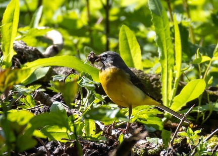  Bergeronnette des ruisseaux Motacilla cinerea - Grey Wagtail