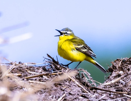 Bergeronnette printanière Motacilla flava - Western Yellow Wagtail