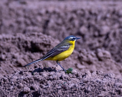 Bergeronnette printanière Motacilla flava - Western Yellow Wagtail