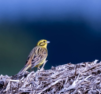 Bruant jaune Emberiza citrinella - Yellowhammer