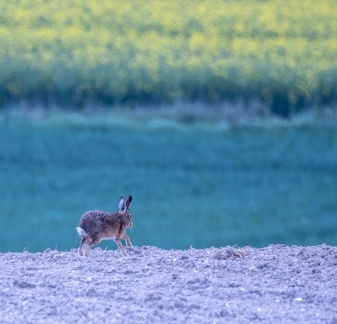  Lièvre d'Europe - Lièvre brun (Lepus europaeus) 