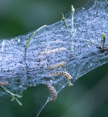 Yponomeuta padella 