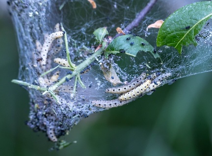 Yponomeuta padella 