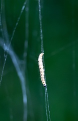 Yponomeuta padella 