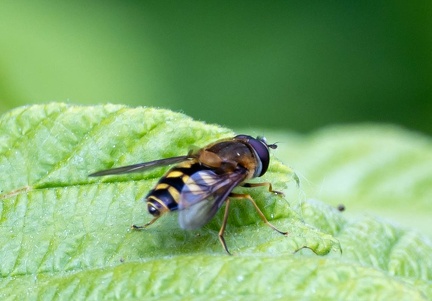 Epistrophe nitidicollis 