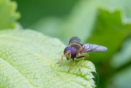 Epistrophe nitidicollis