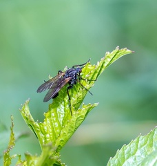 Dioctria hyalipennis