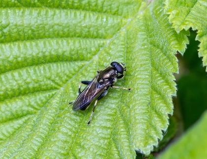 Xylote indolente (Xylota segnis) 