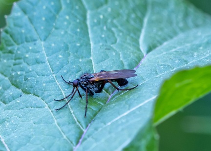 Dioctria hyalipennis