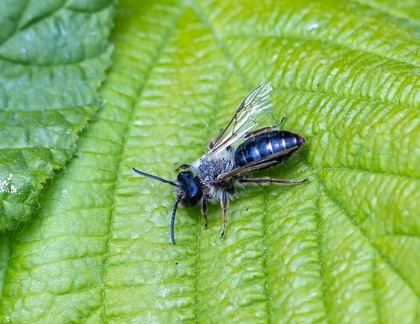 Andrena cineraria, l’abeille cendrée