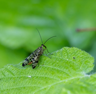 Mouche scorpion, Panorpe commune Panorpa communis Linnaeus
