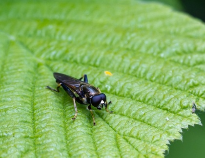 Xylote indolente (Xylota segnis) 