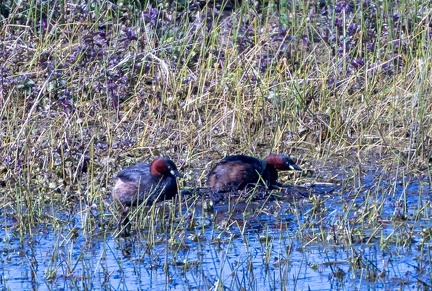 Grèbe castagneux Tachybaptus ruficollis - Little Grebe (sur un nid)