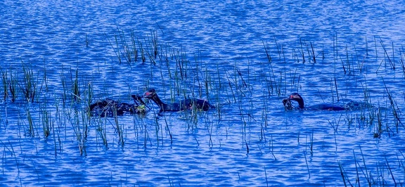Grèbe à cou noir Podiceps nigricollis - Black-necked Grebe