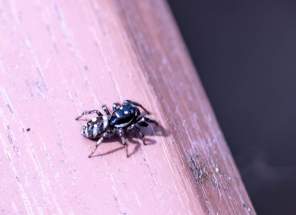 Saltique chevronnée (araignée sauteuse)