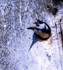 Pic épeiche Dendrocopos major - Great Spotted Woodpecker
