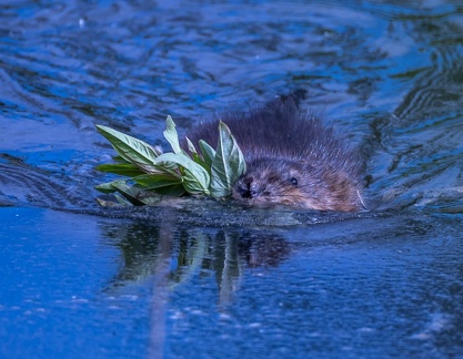 Rat musqué Ondatra zibethicus