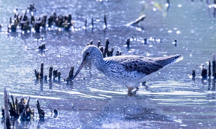  Chevalier aboyeur Tringa nebularia - Common Greenshank