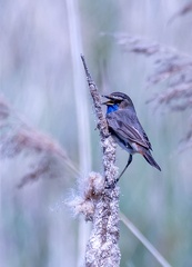 Gorgebleue à miroir Luscinia svecica - Bluethroat